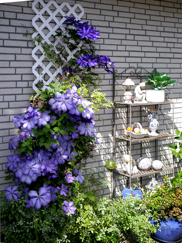 Clematis im Sommer Clematis im Sommer